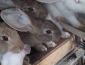 Продам заяца в Ленинске-Кузнецком, кроликов разных возрастов, породы Фландер и Ризен