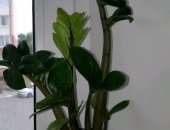 Продам комнатное растение в Ульяновске, замиокулькас равен и зензи