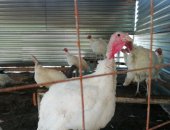 Продам с/х птицу в Курске, С целью увеличения пасеки меняю экологически чистых индюков