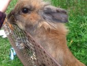 Продам заяца в Майкопе, Кролик, декоративная крольчиха, ей уже около года! Рости уже