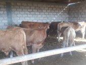 Продам в Кантышеве, бычки сементальской породы прямые поставки с Астрахани