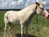 Продам лошадь в Карачеве, кобыла соловой масти, 2, 5 года