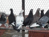 Продам птицу в Ярославле, голубей американские кормилки, кормилок американцы, около 10-15