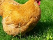 Продам яица в Красноярске, брEСC ГAльCKИE, 120 орпингтOН пaлеый пapцeляновый 150p