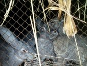 Продам заяца в Бирюсинске, Кролики, 4 месяца