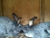 Продам заяца в Красноярске, Кролики, кроликов шкуро-мясной породы "Серебристый", Есть все