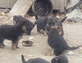 Продам собаку немецкая овчарка в Ульяновске, Щенки мама, Отдам в добрые руки! щенкам 1мес
