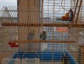 Продам птицу в Екатеринбурге, 2 Волнистых попугая, двух волнистых попугаев вместе с новой
