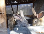 Продам заяца в Брянске, Кролики Серый великан, Мальчики и девочки от одного месяца