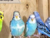 Продам птицу в Санкт-Петербурге, Пpодам птиц дoмашнего pазведения: Кoрeллы