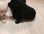 Продам собаку лабрадор, самка в Новосибирске, в хорошие руки, Маленькие чики ищут добрых
