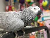 Продам птицу в Омске, Говорящие попугаи, Попугаи разных пород, Много фото и видео у нас