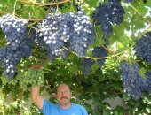 Продам семена в Белгороде, первосортные саженцы винограда с питомника, Более 250 сортов