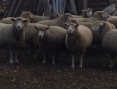 Продам в Советской, Овцы, Продаётся стадо овец Порода Меренос-тексель Все вопросы