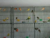 Продам птицу в Анапе, Канарейки, кенаров самцы цена 3000 рублей, канареек самка по 1000