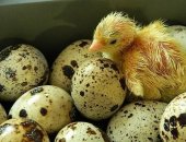 Продам яица в Перми, Инкубационное яйцо перепелов японской и маньчжурской породы, 1 яйцо