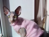 Продам канадский сфинкс, самка в Барнауле, Продаётся кошка Донского а -5 месяцев, Имеется