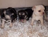 Продам собаку чихуахуа, самка в Краснодаре, детки рождены 16 сентября : 1 девочка и 2