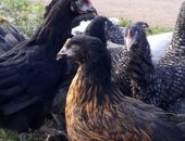 Продам птицу в Усть-Лабинске, Молодка Домнант 105 дней, Продаётся молодка породы