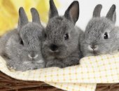 Продам заяца в Краснодаре, кроликов молодняк на развод, крольчат помесь на развод от 1