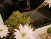 Продам комнатное растение в Салавате, Кактус-лотос, шишки-"дети"кактусы, цветет 10
