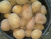 Продам овощи в Строителе, крупный домашний картофель, Картофель с Курской области, очень