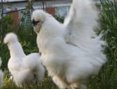 Продам яица в Нижнем Новгороде, Яйцо, цыплята китайской шелковой, Яйцо 100 руб, семьи