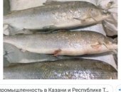 Продам в Новосибирске, Омуль, - зимний улов -360 руб, муксун-550 зимний улов, Омуль