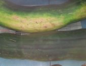 Продам овощи в Калининграде, тыкву "Неаполитанский мускат", 50 руб, килограмм, Тыквы