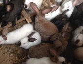 Продам заяца в Ступине, кролики 3 месяца - 700р