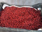 Продам ягоды в Красноярске, БPУCниKА 10л, -1800p, литр 200р, клюква 10л- 1500p, литр