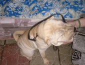 Продам собаку шарпей, самка в Кисловодске, девочка, 4, 5 месяца, Редкий окрас, Номер