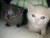 Продам британская, самец в Волгограде, Британские котята, 1, 5 месяца, Девочка и мальчик