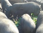 Продам свинью в Дубовке, Вьетнамские вислобрюхие поросята -мальчики не кастрированные,