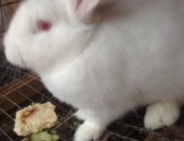 Продам заяца в Махачкале, Кролики, Два белых кролика самка и самец 8 месяцев, 2000 руб