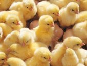 Продам яица в Серпухове, Семейная ферма" реализует : инкубационное яйцо бройлера кобб 500
