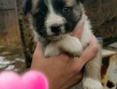 Продам собаку в Улане-Удэ, Щенки, Срочно пристраиваю малюток, будут средними, от злой