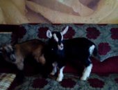 Продам козу в Лузе, процентных козлят чехо- альпийских, козлята родились 07, 10, 2018г в