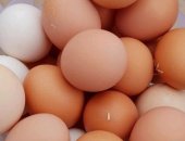 Продам яица в Новосибирске, домашних кур, молодых домашних кур, Возможна доставка