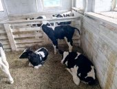 Продам корову в Кардоникской, Телятa чepнo-пeстрые с беcплатнoй достaвкой B наличии в