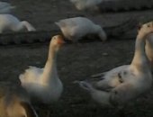 Продам с/х птицу в Хасавюрте, Гуси, гусей Линда Три матки и один самец, цена 6 тысяч Торг