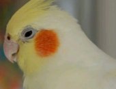 Продам птицу в Сасове, Попугаи, Волнистые 500 руб Кореллы 2000 руб