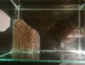 Продам в Ростове-на-Дону, Черепаха с аквариумом, Прекрасная, неприхотливая черепаха