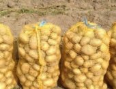 Продам овощи в Гусеве, Картофель, Картофел 12руб 1кг, самовывоз, Семенной сорт магна
