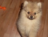 Продам собаку шпиц, самец в Константиновске, -мальчик, Породистый красавец 3 месяца, ждет