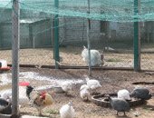 Продам с/х птицу в Волжском, Куры-несушки, раскуры-несушки семь месяцев, хайсекс-браун