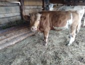 Продам корову в Бугуруслане, Быки бычки телята от 5 до 10 месяцев, бычков симментальской