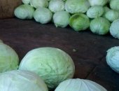 Продам овощи в Канаше, капусту Слава