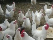 Продам яица в Челябинске, инкубационное яйцо 100р шт и выведу цыплят под заказ 200р
