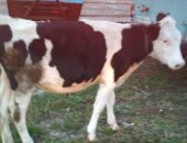 Продам в Сухиничи, Тёлка, тёлок молочных пород, Черно-пёстрые 8 и 9 месяцев, швидка 4